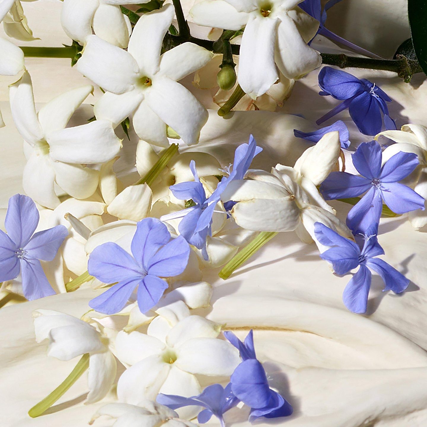 Dolce Blue Jasmine Eau de Parfum — фото 5
