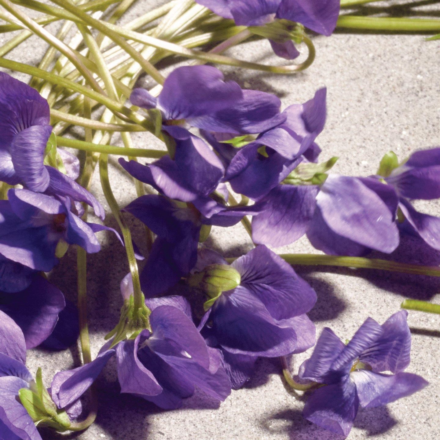 Dolce Violet Eau de Toilette — фото 5